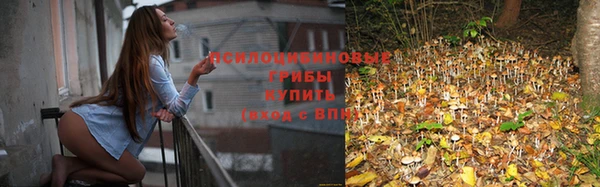 прущие грибы Алзамай
