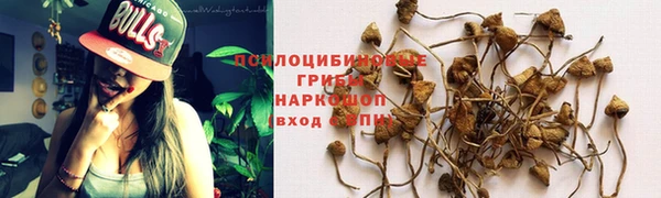прущие грибы Алзамай
